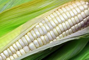 Prevén caída en la producción de maíz blanco