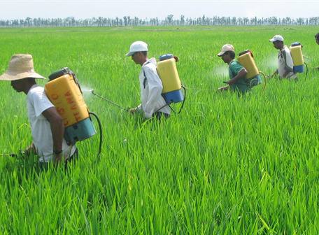 Entérate | Los costos por servicio de fumigación de cultivos que varían semanalmente - Agropecuaria