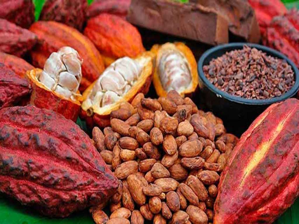 Organizan Expoferia Internacional del Cacao 2018 - Minuta Agropecuaria