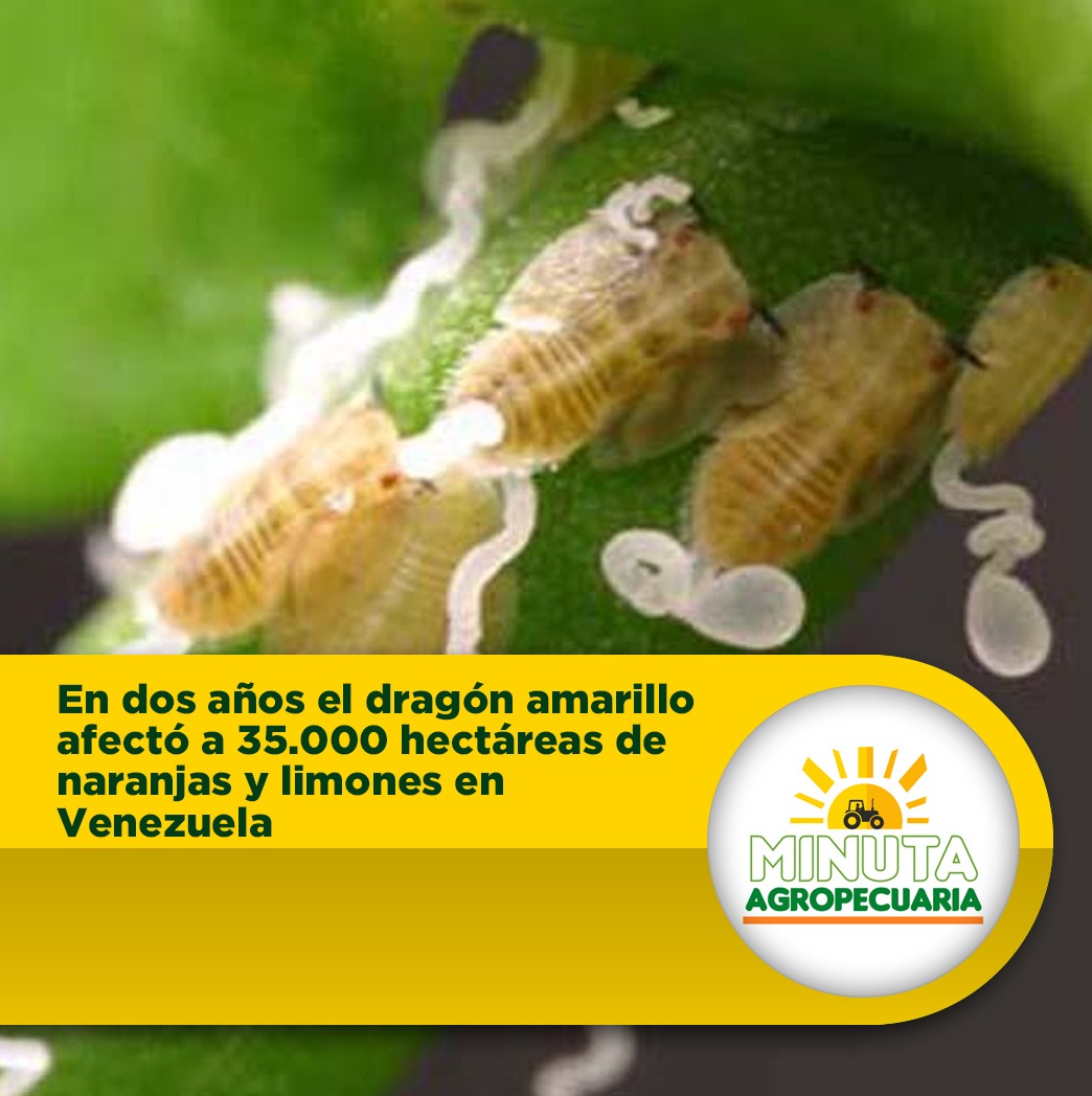 Más de 35.000 hectáreas de naranjas y limones en Venezuela han sido